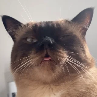 🤪