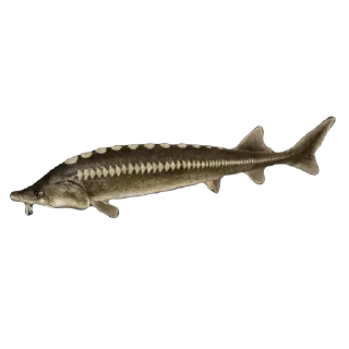 🐳
