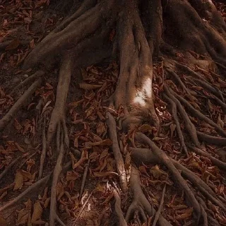 🍂