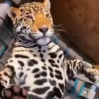 🐾