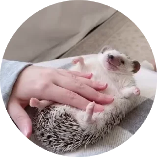 🦔