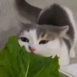 cats