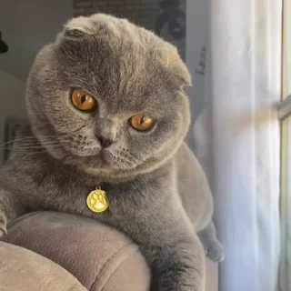 🤩