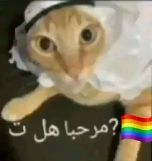 🏳️‍🌈