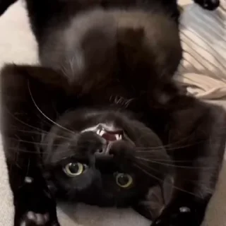 🐈