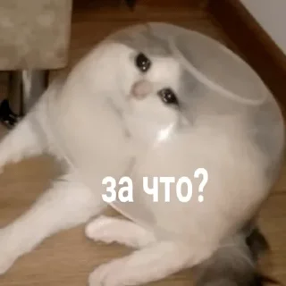 😿