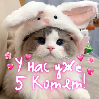 Мои котята ➡️ @GetBuckNino