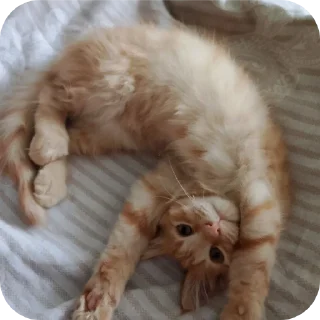 🐱