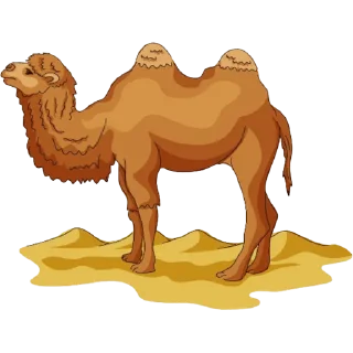 🐫
