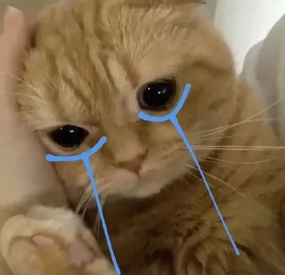 🐱