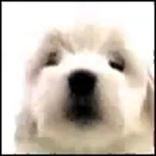 🐶