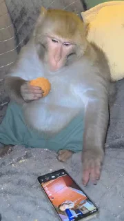 📱