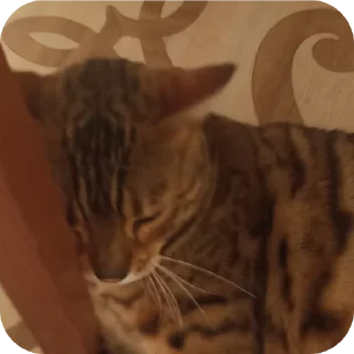🐱