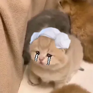 🐈