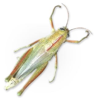 🦗