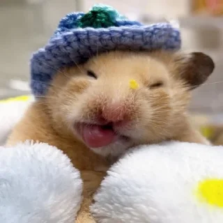 🐹