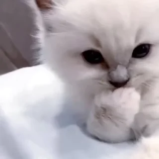 😈