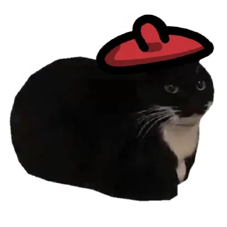 🐱