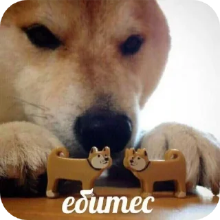 🐶