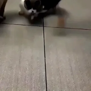 🐈