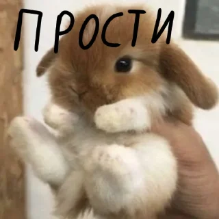 🐰