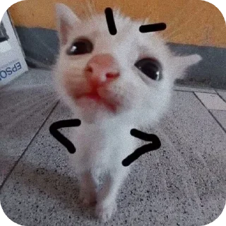 🐱