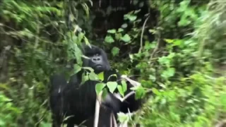 🍌