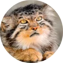 🐱