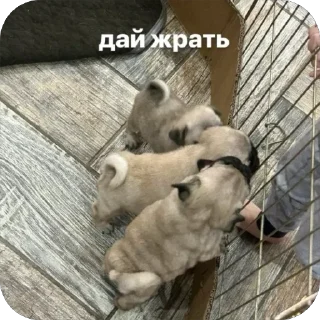 🐶