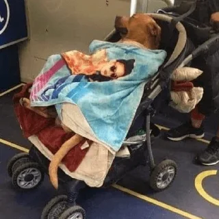 🐶