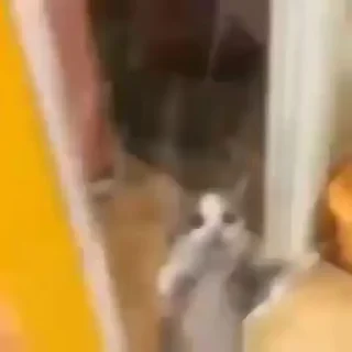😻