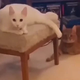 🤩