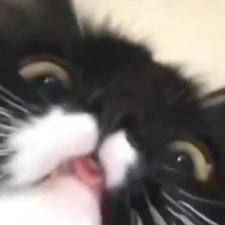 🐾