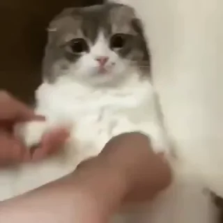 🐈