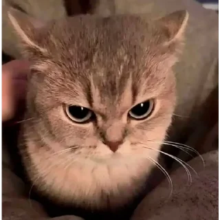 😡