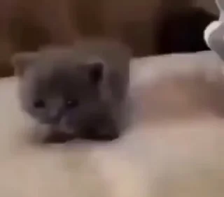 котики @meowmeowmeowmeowmwo :: @fStikBot
