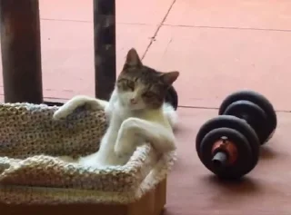 🏋️‍♂️