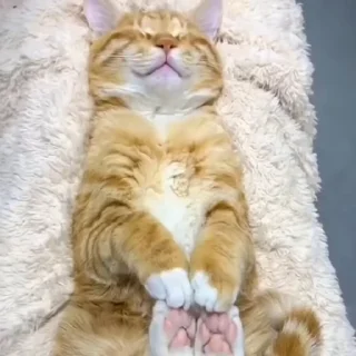 🐈