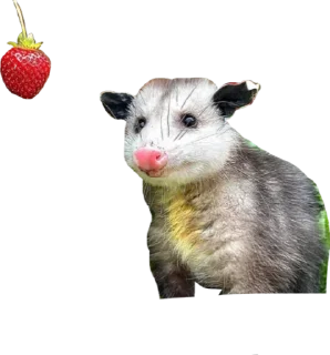 🍓