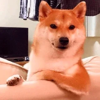 🐶