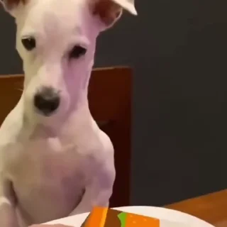 🐩