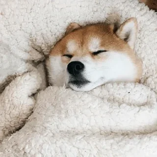 🐶