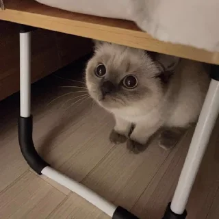 🐈