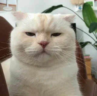 🐱