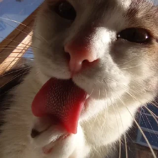 👅