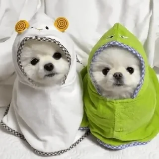 🐶