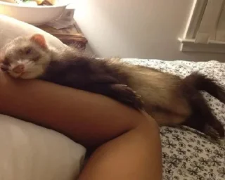🤩