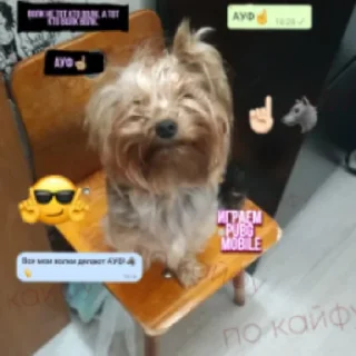 Мия