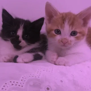💜