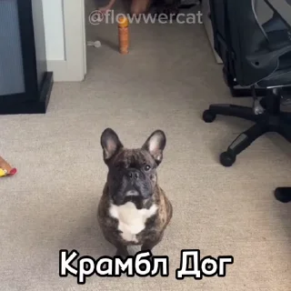 🐶